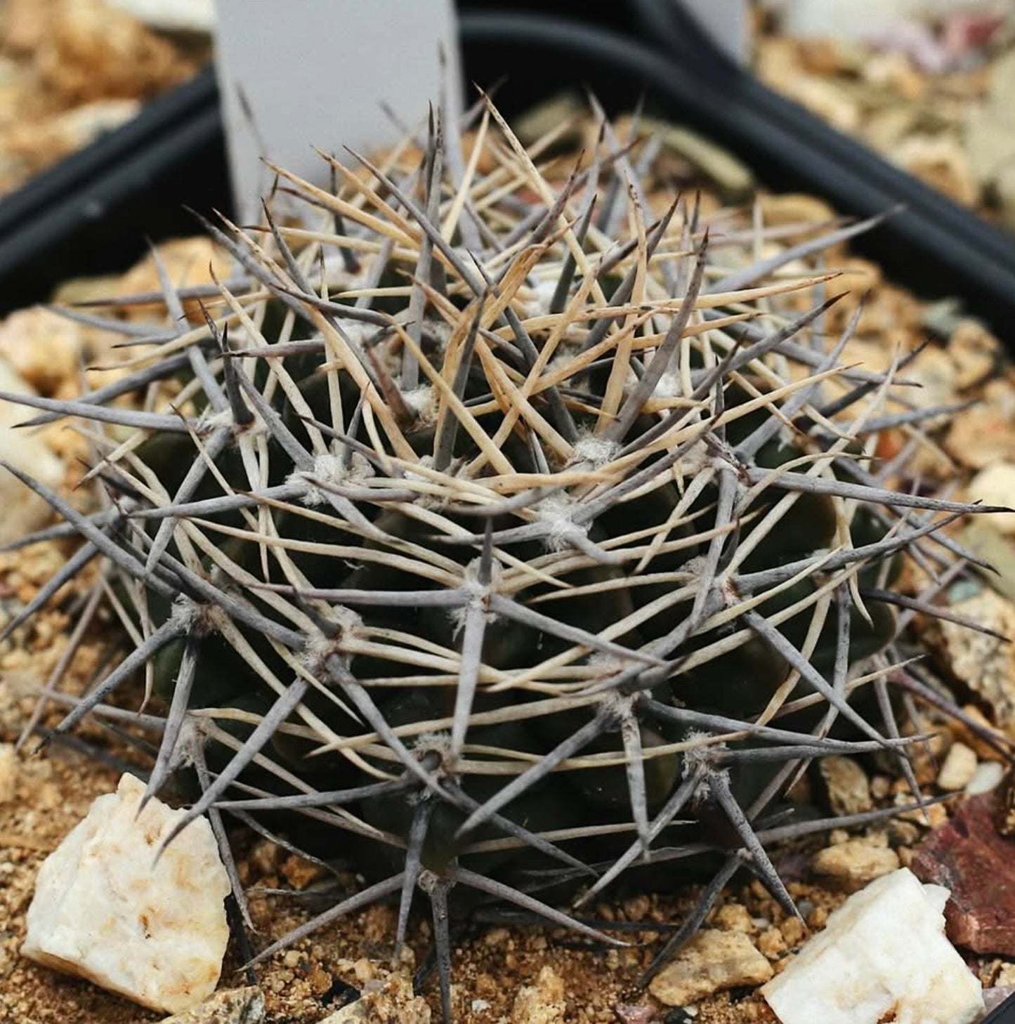 Gymnocalycium bicolor cactus with dense, long gray and beige spines on dark green body