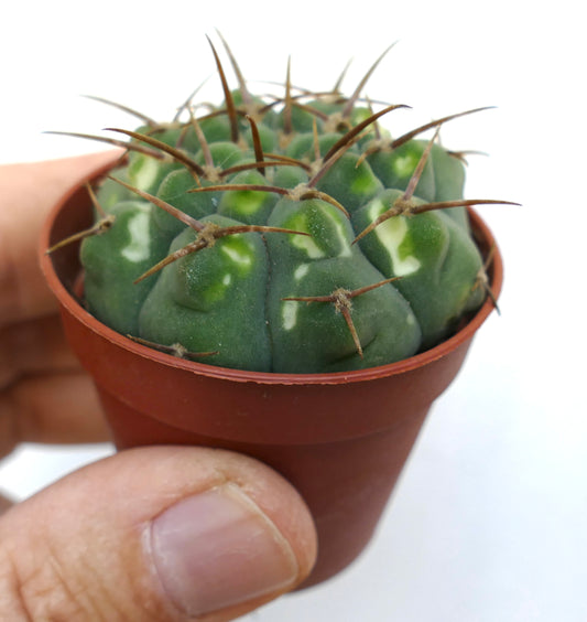 Gymnocalycium vatteri small succulent cactus with green and white variegated patches and brown spines