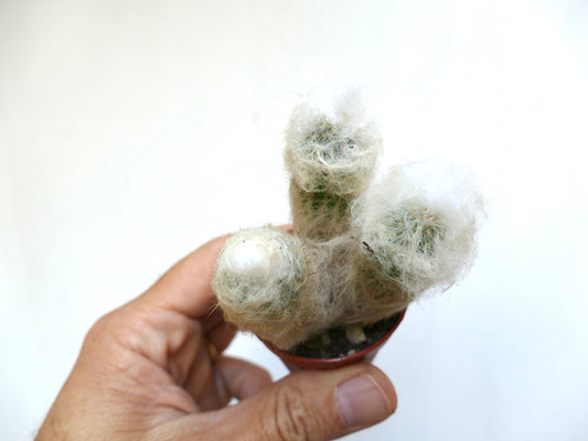 Espostoa melanostele small cactus with dense white hair and soft spines succulent