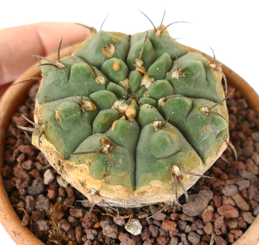 Gymnocalycium vatteri rare succulent cactus with rounded ribs and dark brown spines in pot