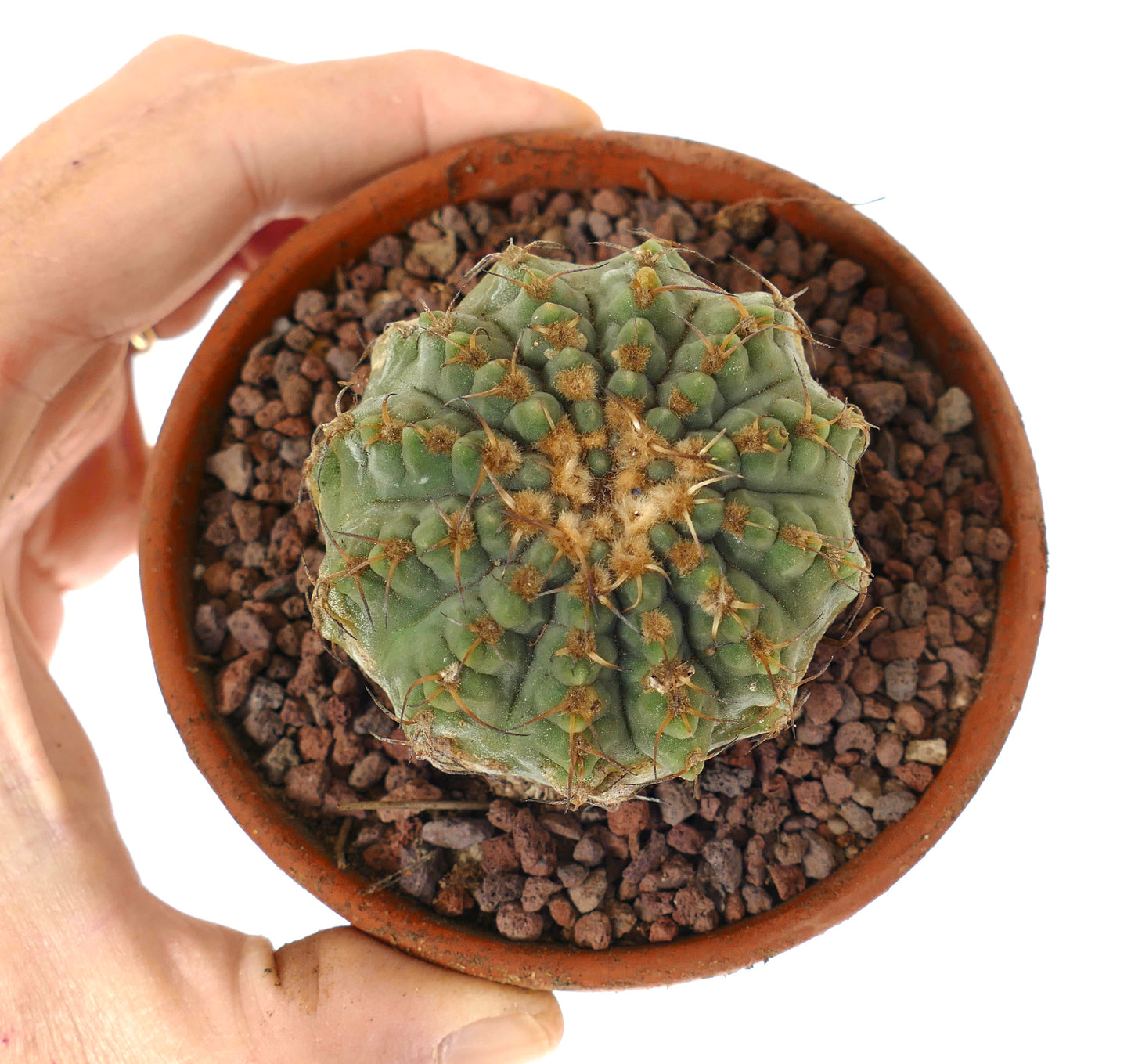 Petit cactus Gymnocalycium vatteri vert avec épines brunes en pot en terre cuite succulent