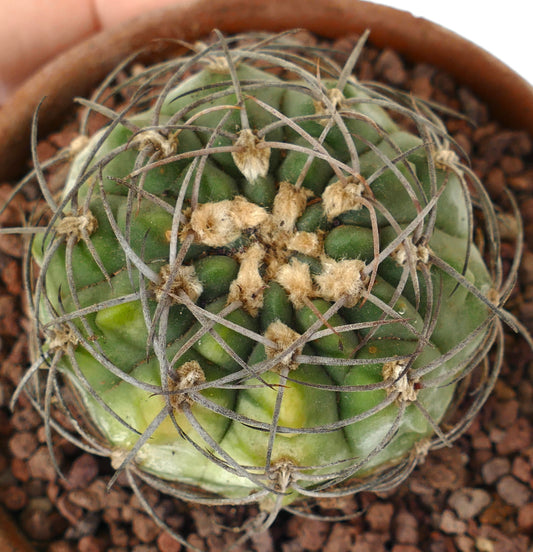 Gymnocalycium bayrianum succulent cactus with curved spines and green variegated body in pot