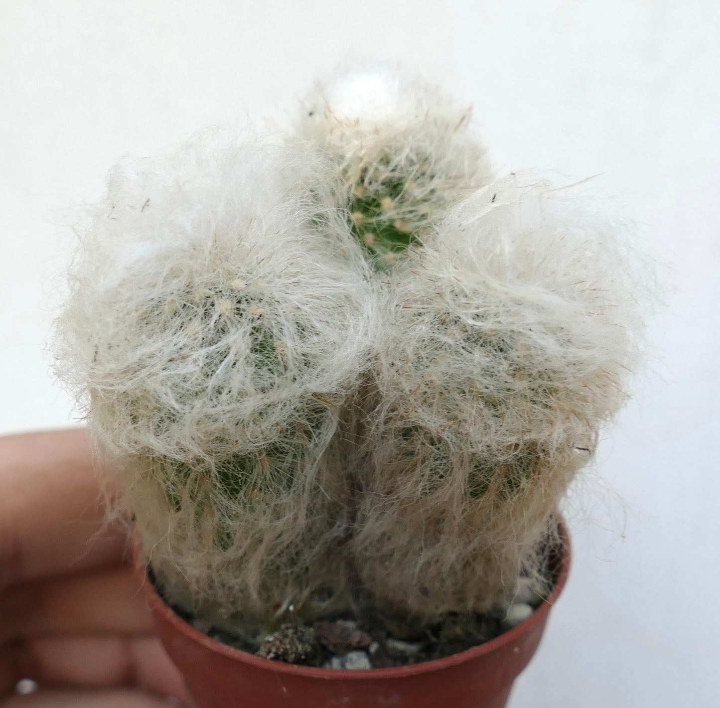 Espostoa melanostele small cactus with dense white woolly spines in a pot