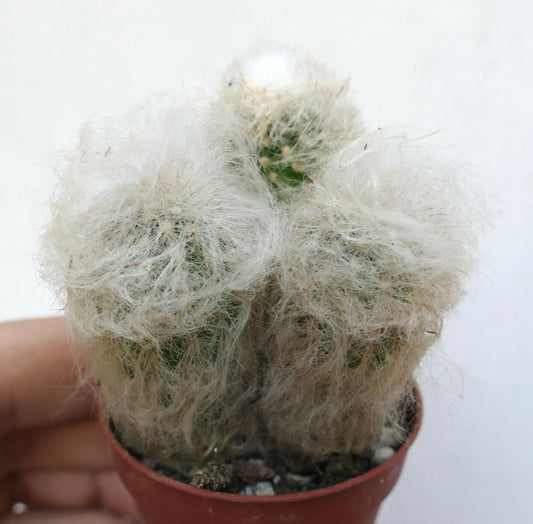 Espostoa melanostele small cactus with dense white woolly spines in a pot