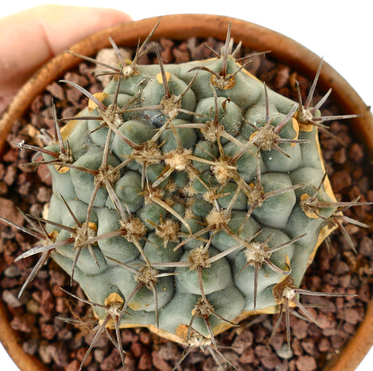 Cactus succulent Gymnocalycium vatteri avec épines épaisses et corps vert arrondi et côtelé