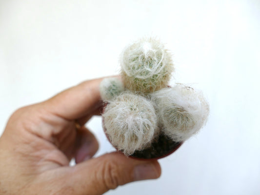 Espostoa melanostele small white hairy cactus cluster succulent in hand