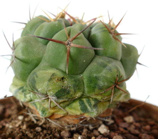 Thelocactus hexaedrophorus succulent cactus with green variegated ribs and long brown spines