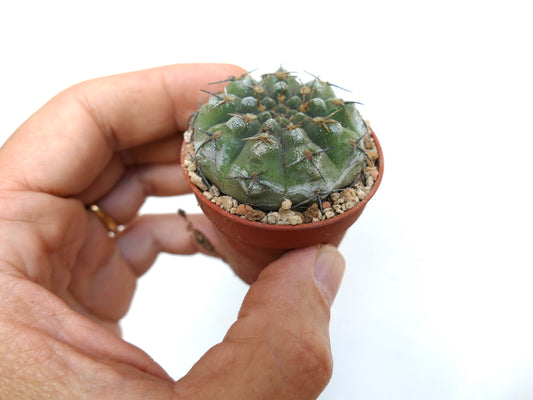 Gymnocalycium chubutense small green cactus with dark spines in terracotta pot held by hand