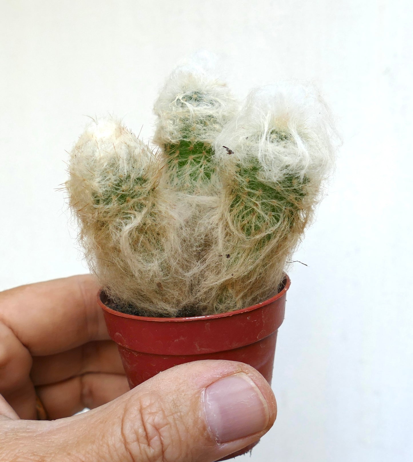 Espostoa melanostele small cactus with dense white woolly spines in red pot