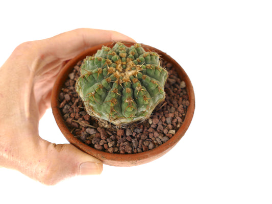 Gymnocalycium vatteri small round cactus with green ribbed body and brown spines in terracotta pot