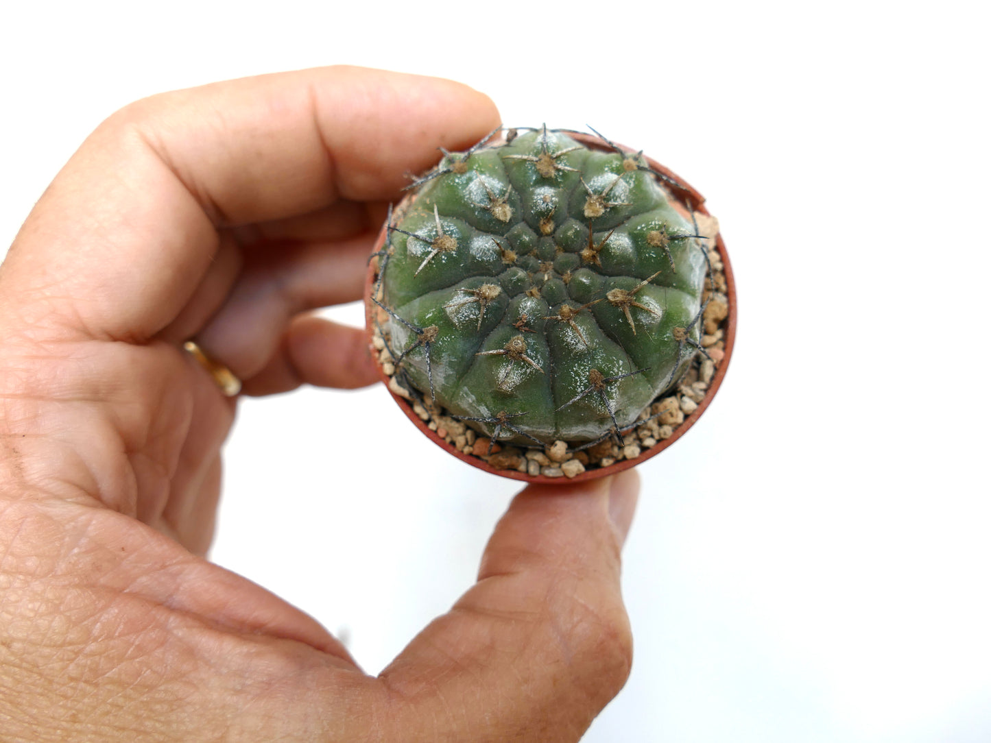Gymnocalycium chubutense kleine ronde vetplant cactus met donkere stekels in hand