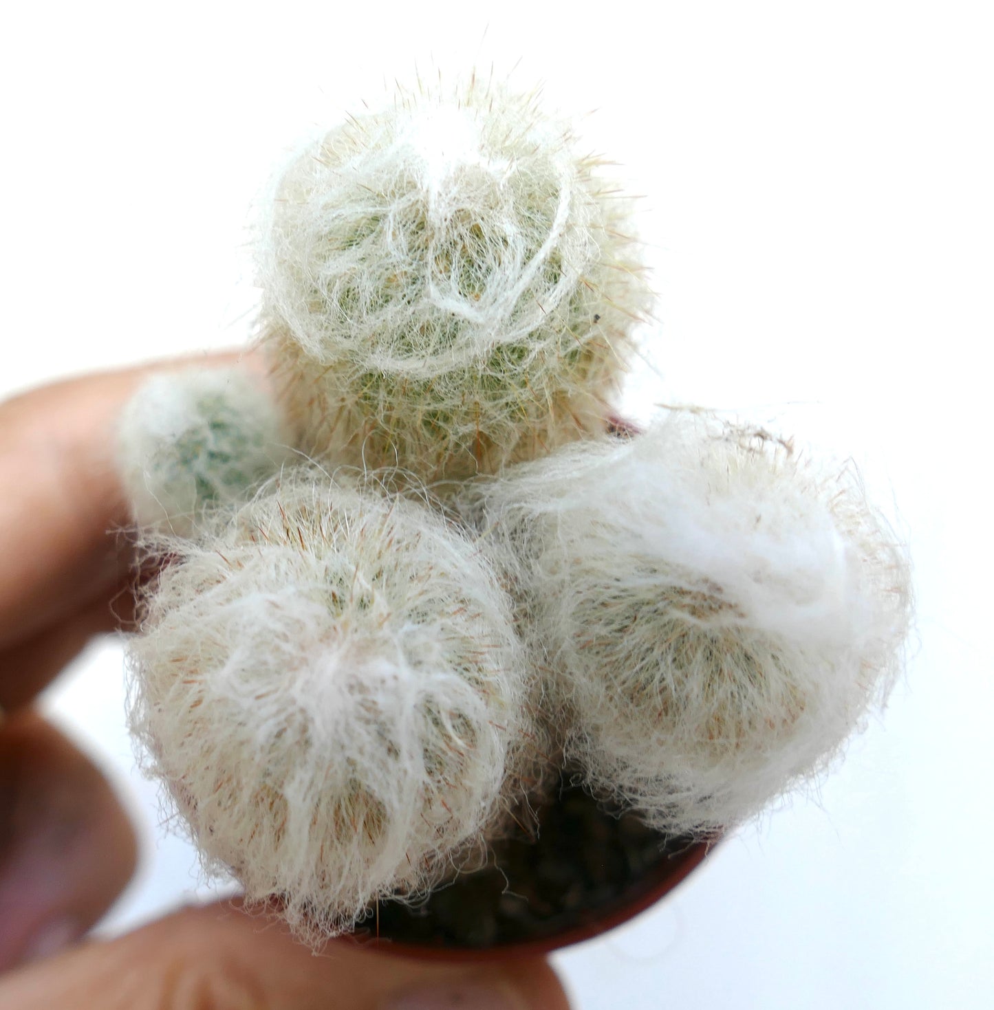 Espostoa melanostele small cluster cactus with dense white woolly spines in pot
