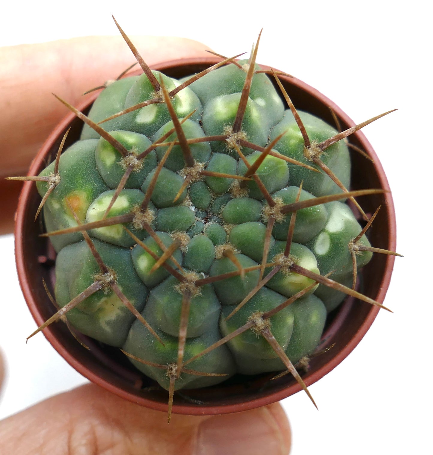 Gymnocalycium vatteri succulent rare avec corps vert et longues épines brunes dans un petit pot