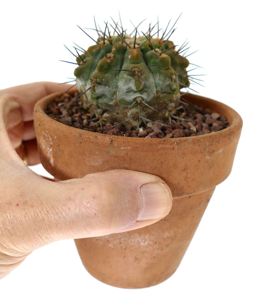 Petit cactus vert Gymnocalycium vatteri avec épines foncées proéminentes dans un pot en terre cuite tenu à la main