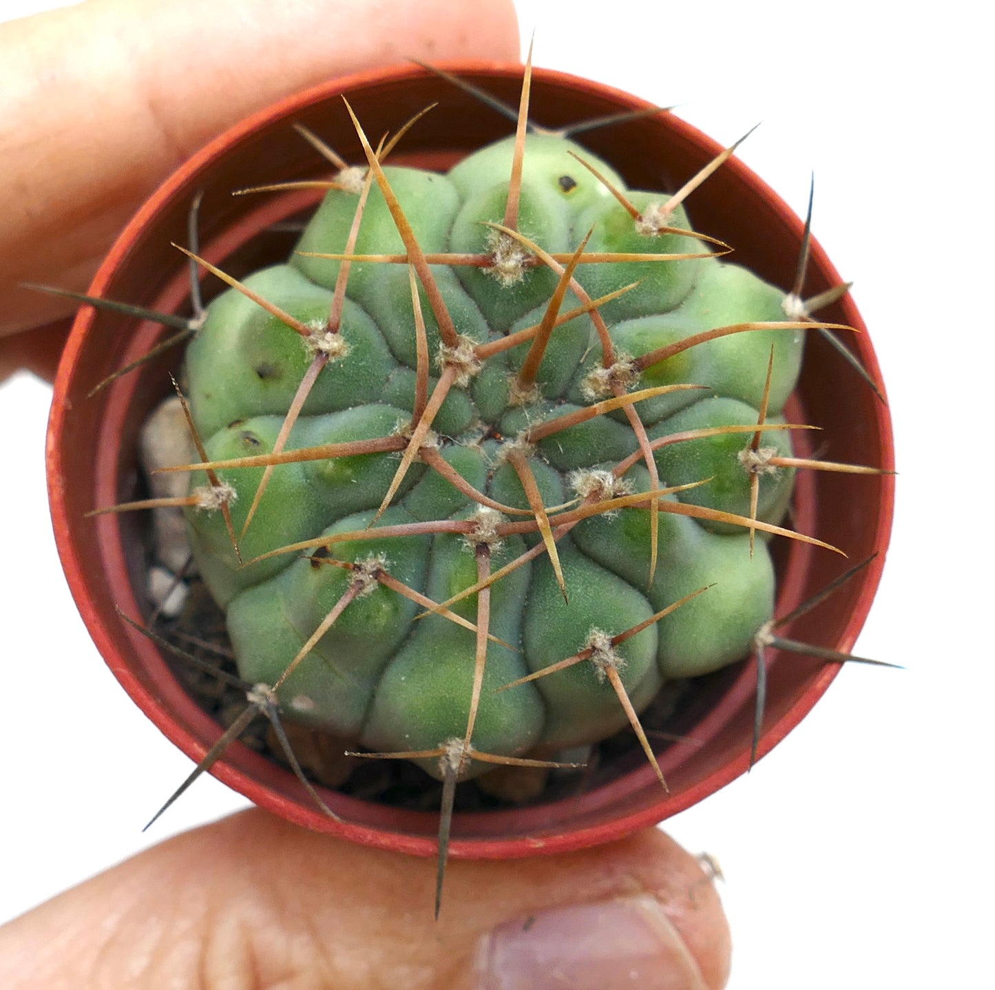 Gymnocalycium chiquitanum piccolo cactus verde con lunghe spine marroni in vaso rosso