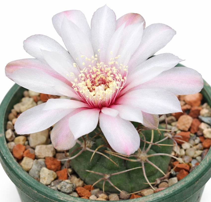 Graines de Gymnocalycium kroenleinii