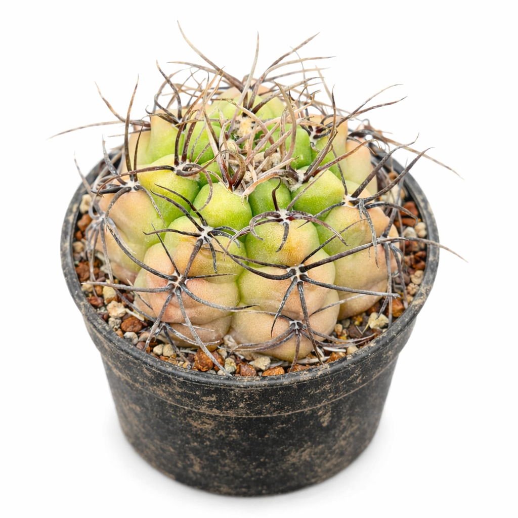 ジムノカリキウム・メガロテロス 希少多肉植物サボテン 長くて濃いトゲ付き 黒い鉢植え