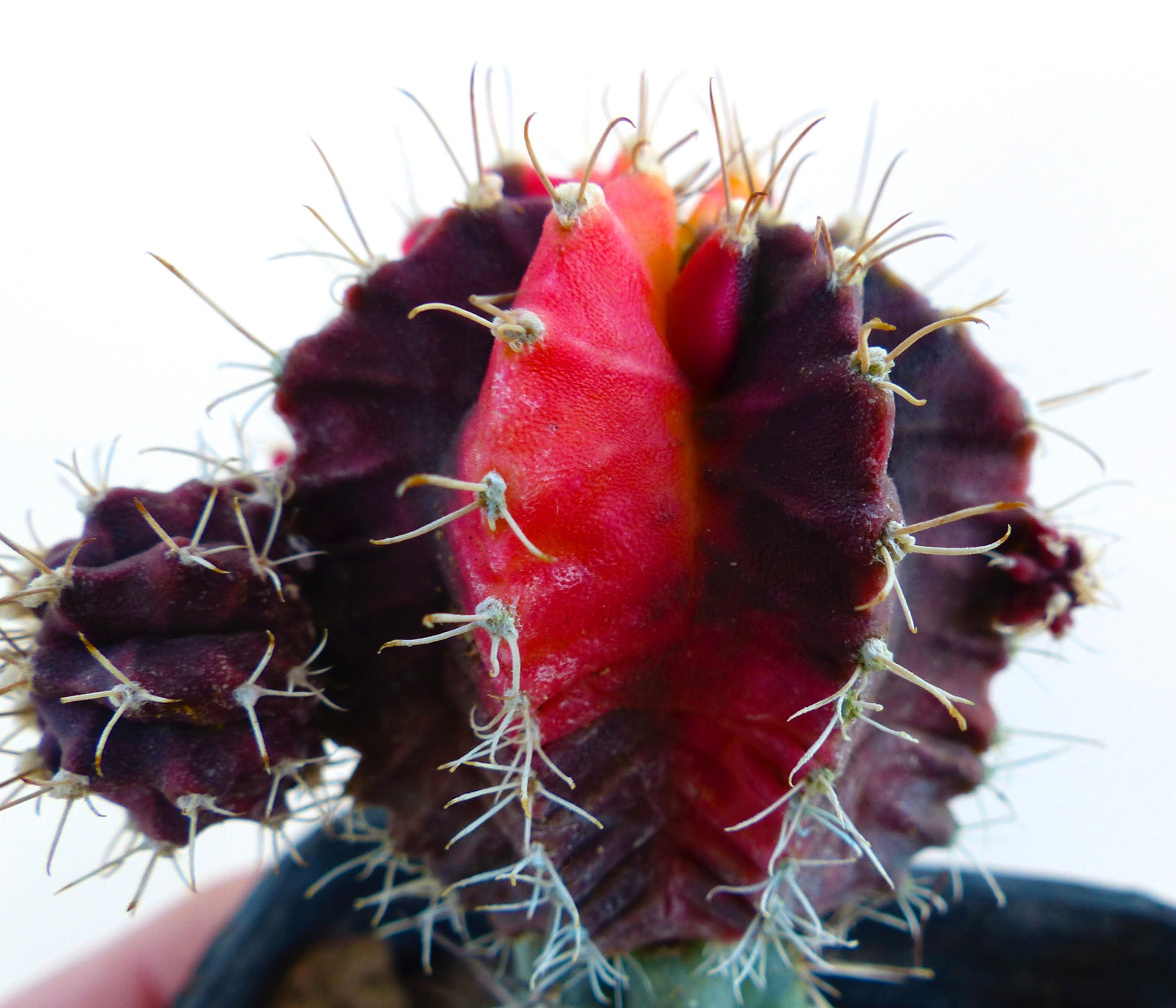 Gymnocalycium mihanovichii cv HIBOTAN cactus bicolore variegaté avec segments rouges et pourpres foncés et épines blanches