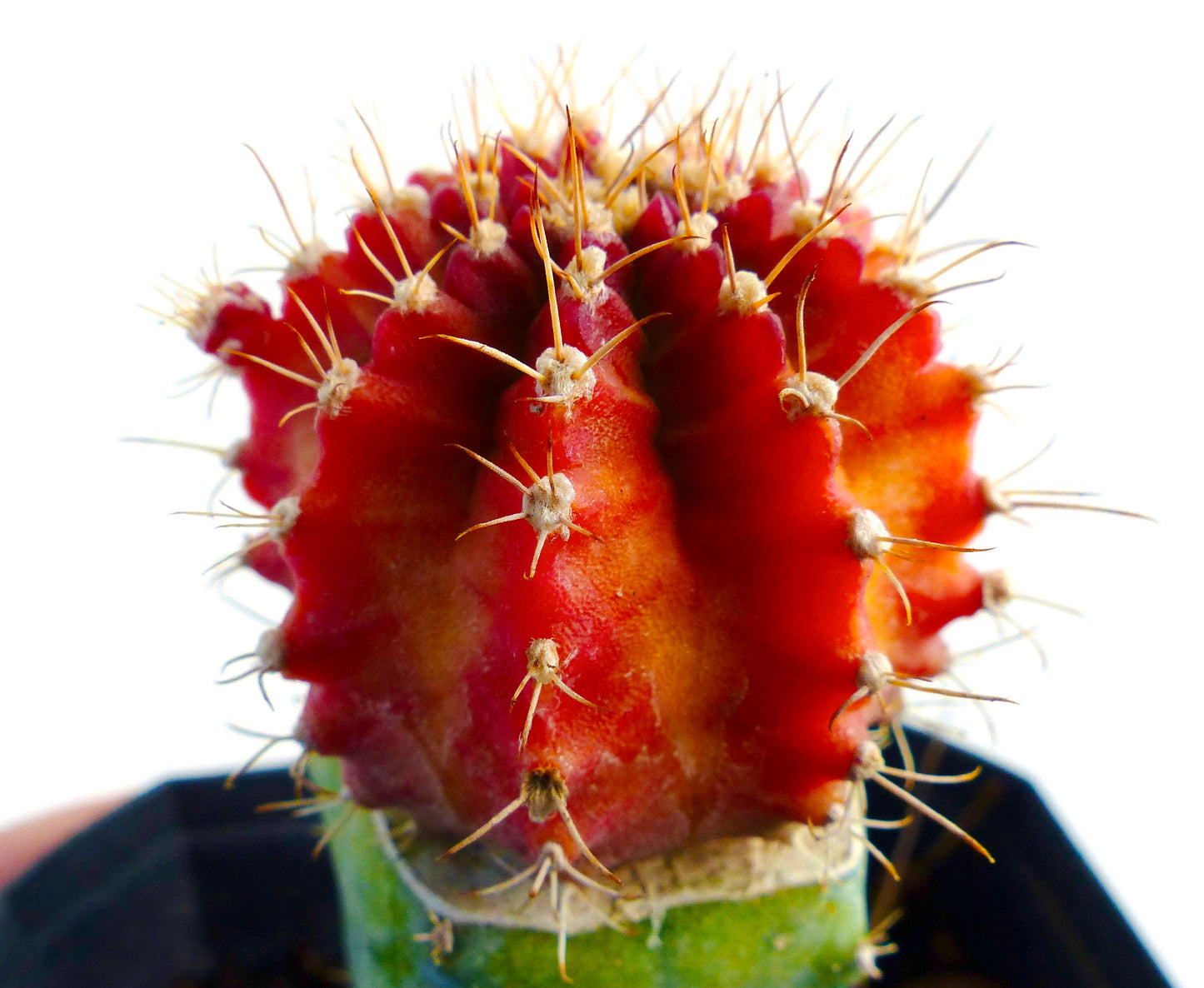 Gymnocalycium mihanovichii cv HIBOTAN arancio, succulenta innestata con cactus dalla sommità arrotondata di un acceso arancione e spine