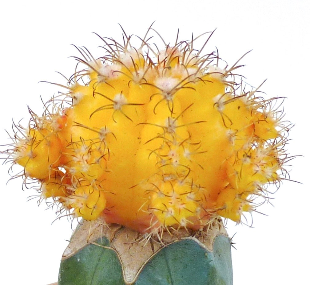 Gymnocalycium mihanovichii cv HIBOTAN jaune rare cactus greffé avec un sommet arrondi jaune vif et de fines épines