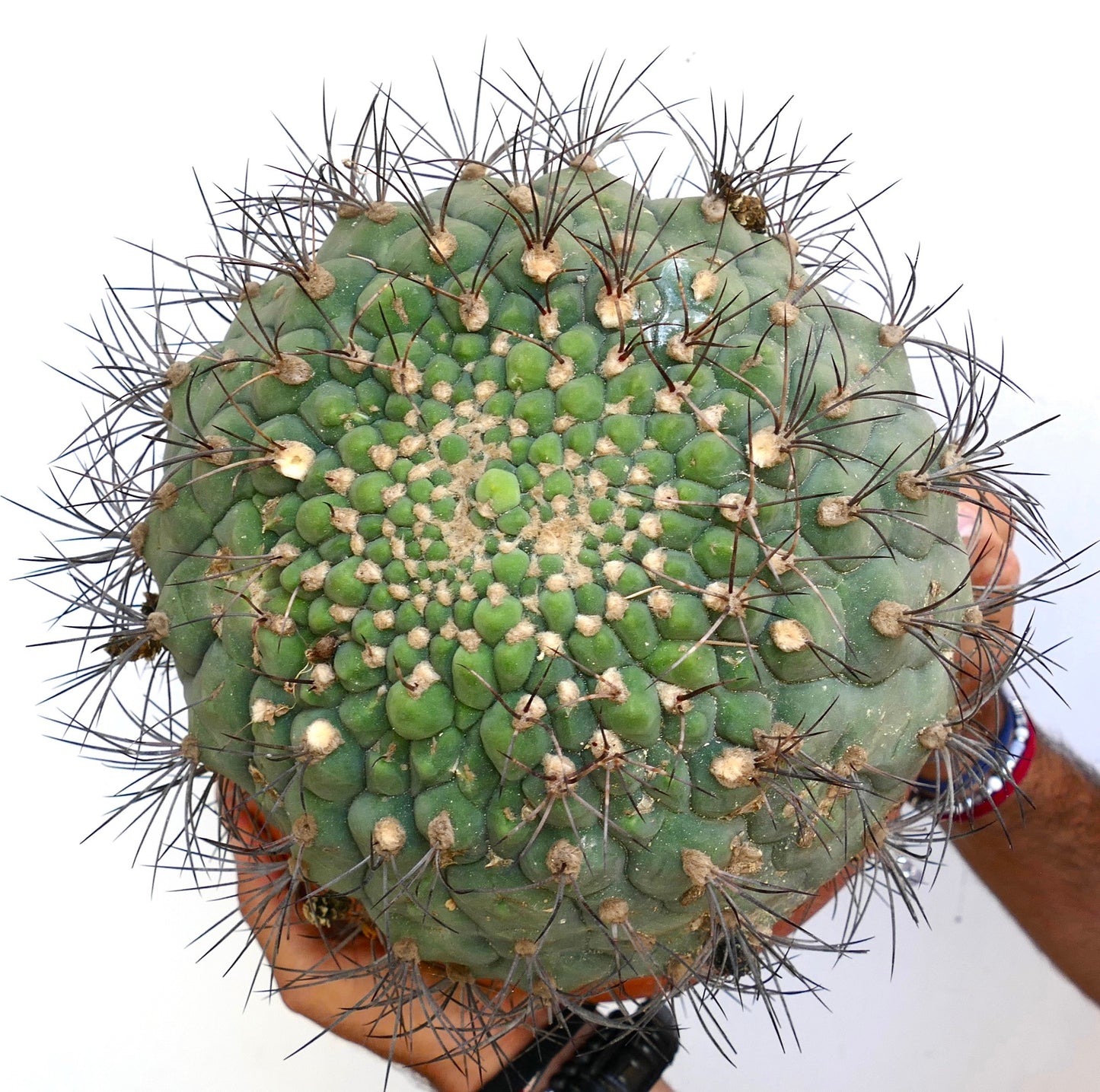 Gymnocalycium saglionis zeldzame cactus met dicht opeengepakte stekels en getextureerd groen lichaam in handen gehouden
