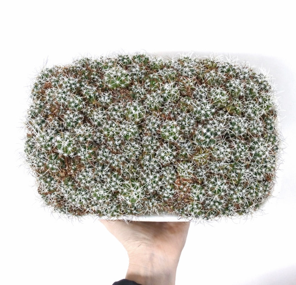 Gymnocalycium saglionis var. albispinum tett klynget kaktus med hvite torner og grønne stilker