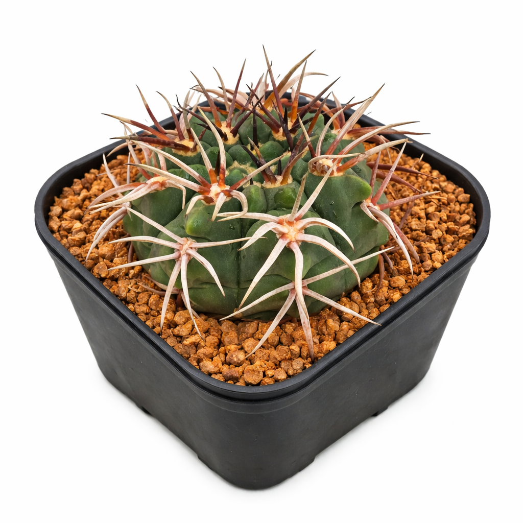 厚みのある緑色の本体と長い赤みがかったトゲを持つポット入りのギムノカリキウム・ワイシアヌム 多肉植物サボテン