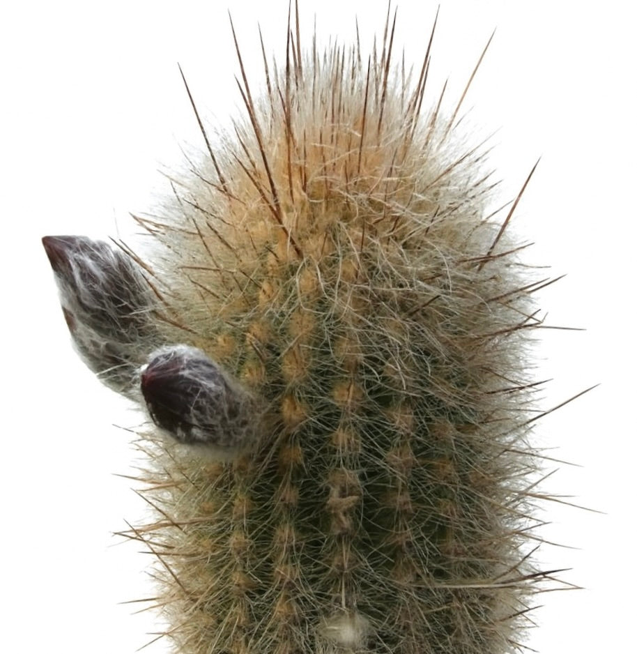 Haageocereus divaricatispinus rare cactus with dense spines and fuzzy flower buds