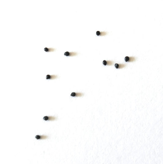 Haageocereus pacalaensis small black cactus seeds on white background