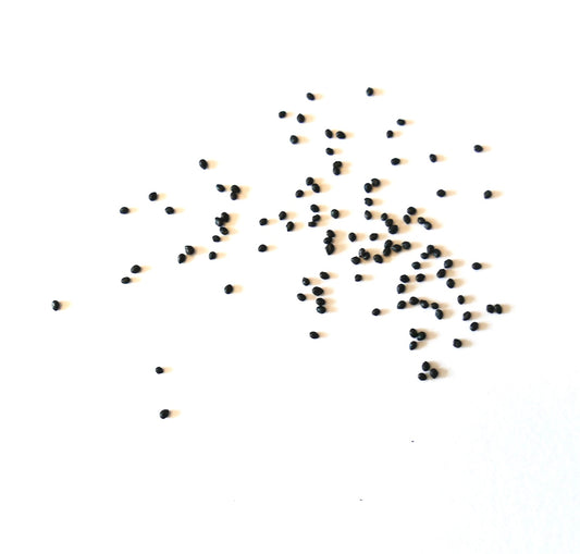 Haageocereus versicolor var. fuscus small black cactus seeds scattered on white background