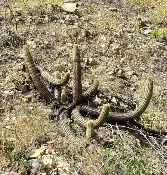 Haageocereus zonatus sprawling cactus with ribbed stems and dense spines in natural habitat