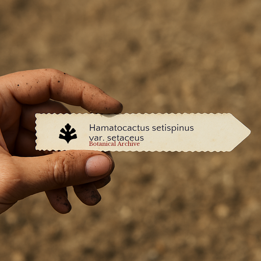 Bedrucktes Pflanzenetikett für Hamatocactus setispinus var. setaceus, von Hand über einem Bodenhintergrund gehalten