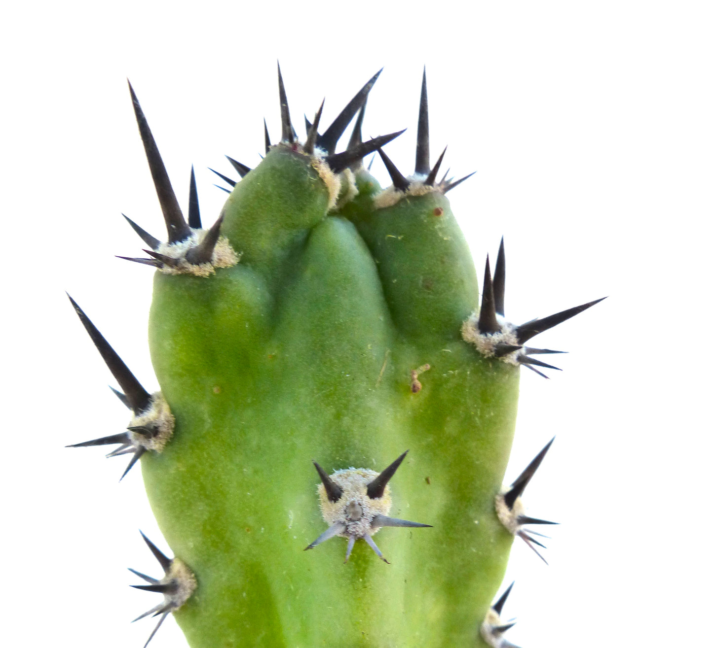 Harrisia jusbertii rare green cactus with prominent sharp black spines close-up