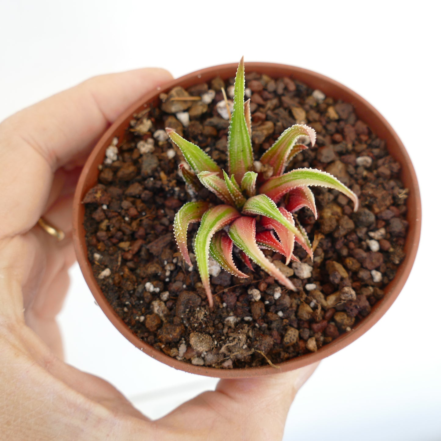 Haworthia attenuata var. radula kleine Sukkulente mit grünen und roten spitzen Blättern und weißen Tuberkeln