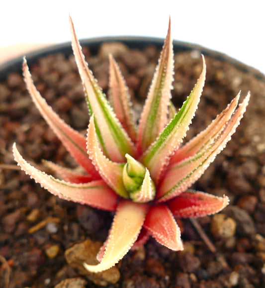 Havorthia attenuata var radula succulenta con foglie punteggiate variegate di verde e rosa nel terreno