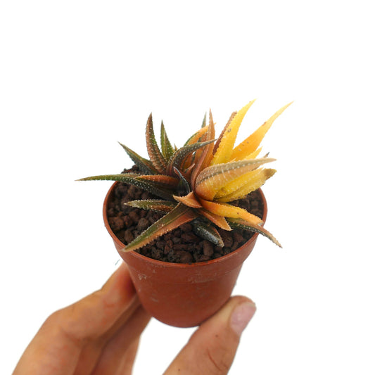Havorthia attenuata var radula small succulent with spiky yellow and green variegated leaves in pot
