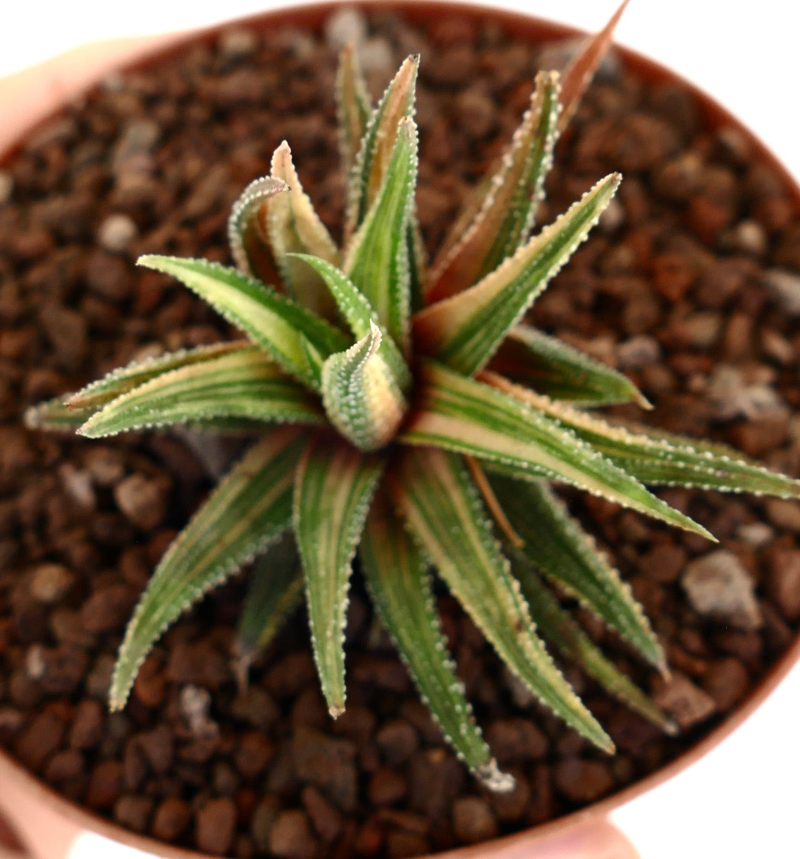 Succulente Havorthia radula avec des feuilles panachées vertes et crème à bords pointus en pot