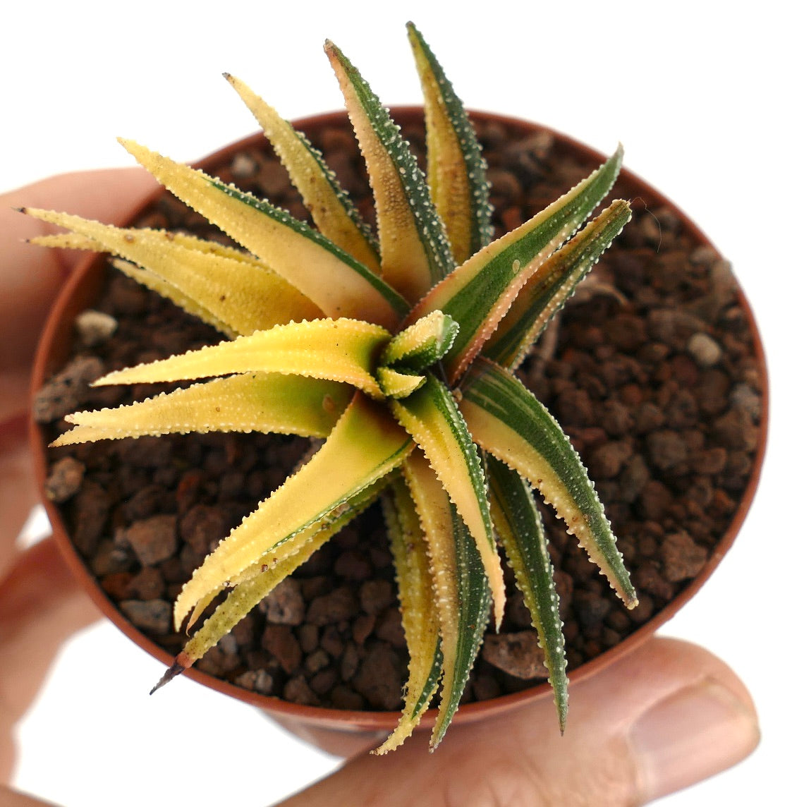 Succulente Havorthia radula avec des feuilles épineuses panachées jaunes et vertes dans un petit pot