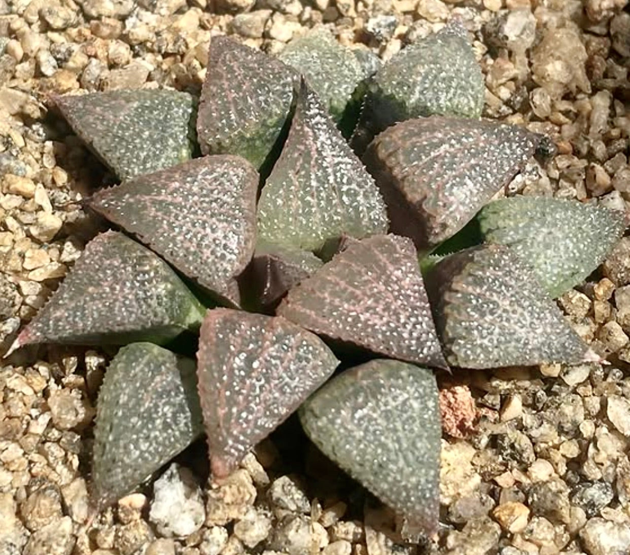 Haworthia emelyae SEEDS
