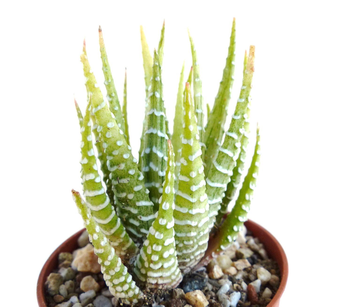 Haworthia fasciata SEEDS