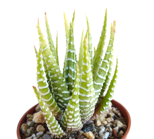 Haworthia fasciata SEEDS