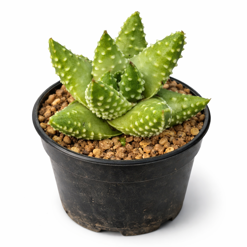 두꺼운 초록잎과 흰색 결절이 있는 하오르티아 마가레티페라 다육식물, 검은 화분에 담김