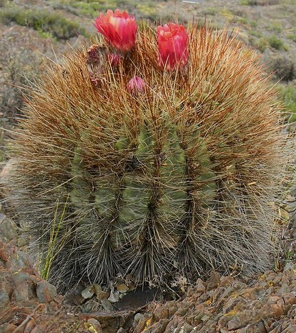 Helianthocereus randallii ronde cactus met dichte gouden stekels en rode bloemen