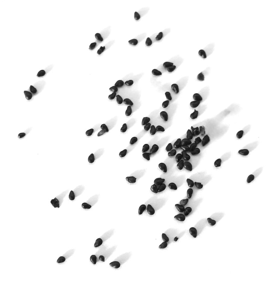 Heliocereus speciosus var. bierianus kleine zwarte cactuszaden op witte achtergrond