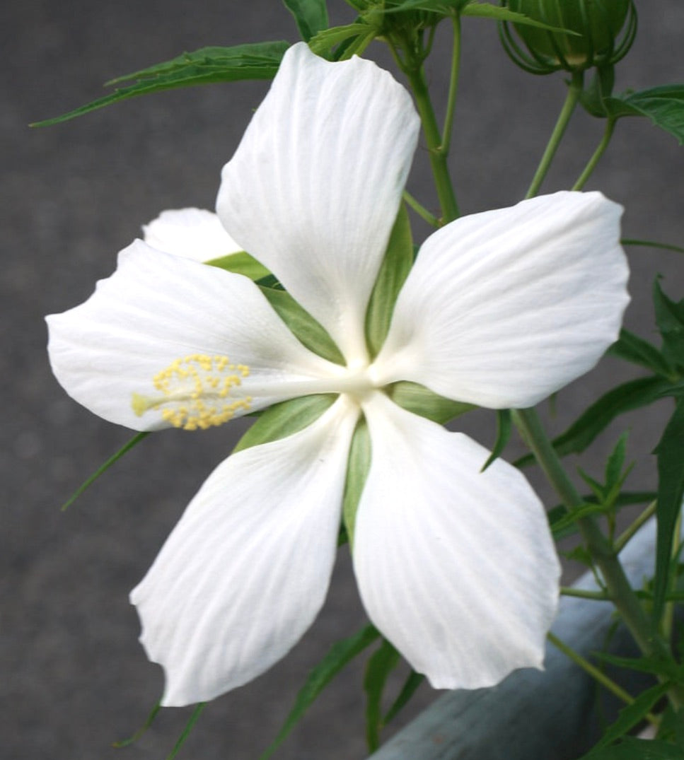 Hibiscus coccineus cv Marilyn Monroe ALBA large white delicate flower with green foliage