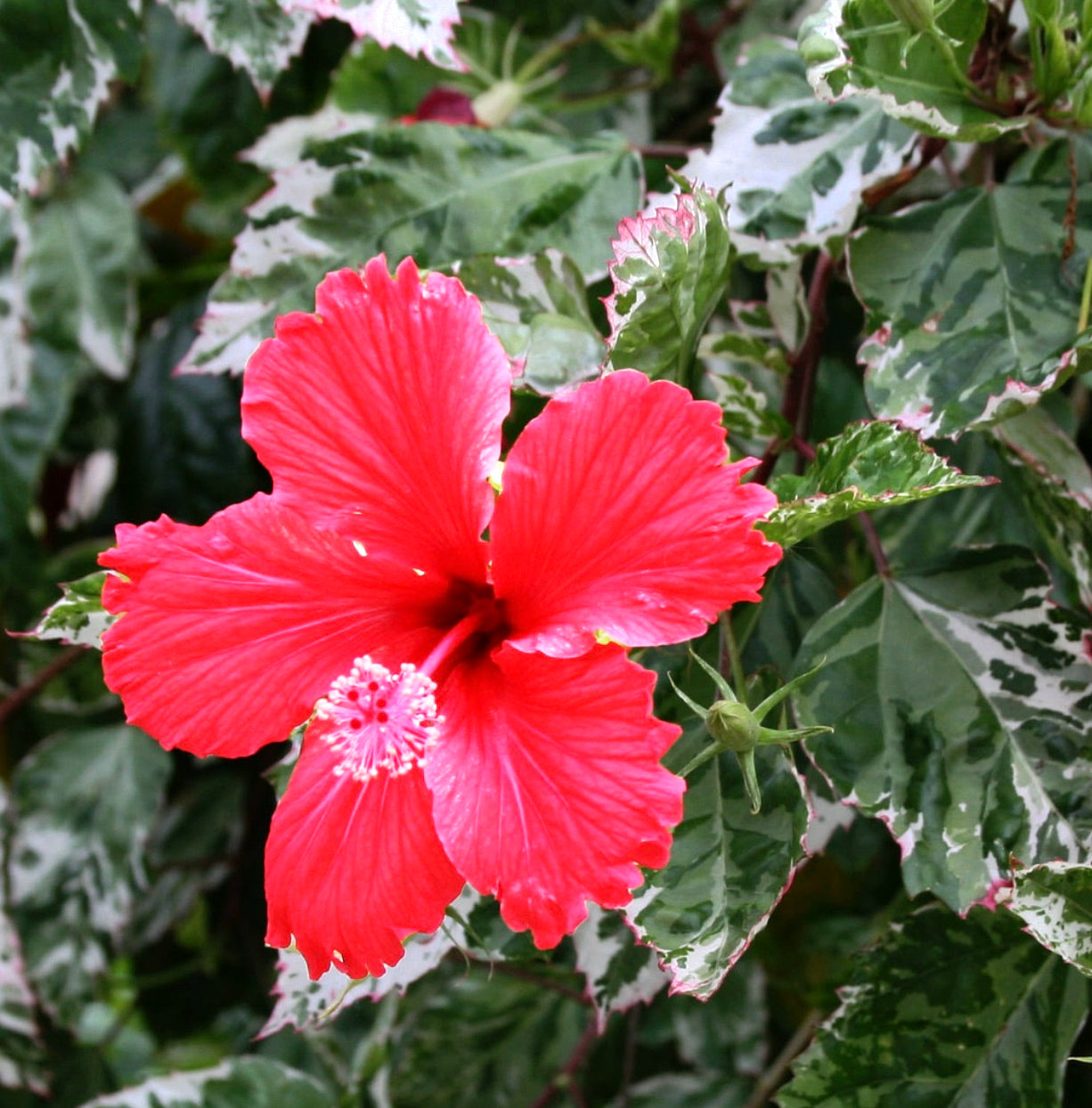 Hibiscus rosa sinensis "cooperi alba" vibrant red flower with variegated green and white leaves