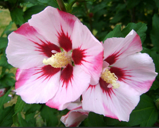 Hibiscus syriacus cv HAMABO 30-40cm