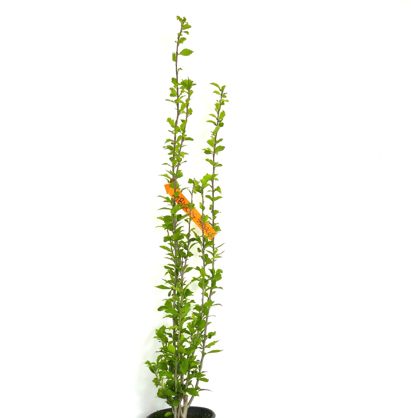 Hibiscus syriacus cv ARDENS 30-40cm