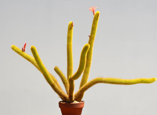 Hildewintera aureispina yellow fuzzy cactus with elongated stems and small red flowers