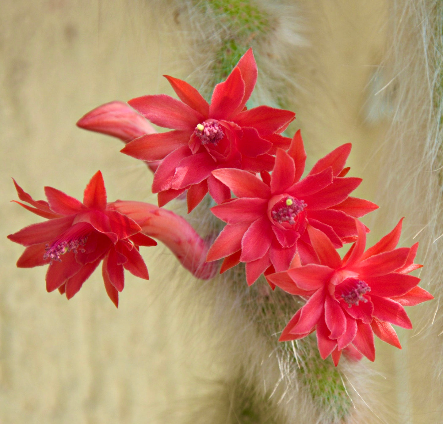 Hildewintera colademononis cactus with vibrant red star-shaped flowers and fuzzy stems